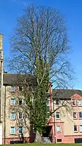 Fastigiate wych elm, Bruntsfield Links, 2016