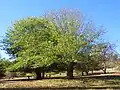 Two Ulmus glabra Huds. in Golden Valley Tree Park, Western Australia (2022)