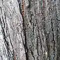 Bark in early maturity