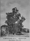 'Plotii', Banbury, 1911 (two contiguous trees)