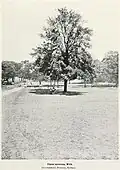 Wych elm, Government Domain, Sydney