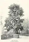 Wych elm, State Nursery, Campbelltown, NSW