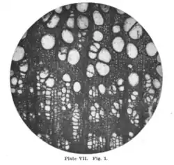 Ulmus (Ulminium) protoamericana