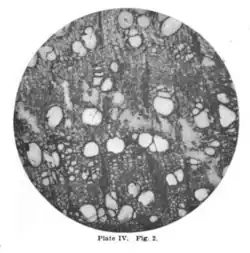 Ulmus (Ulminium) protoracemosa