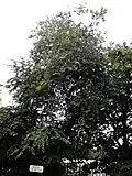 Same cultivar, Royal Crescent, Edinburgh (2016)
