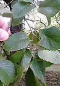 Short-shoot leaves