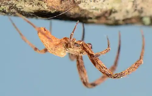 male