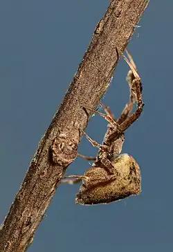 female