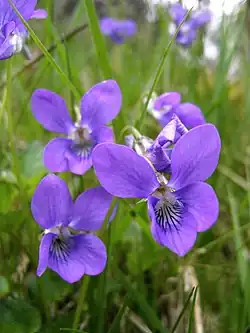 Viola riviniana