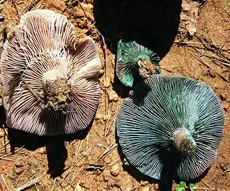 Undersides