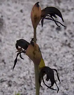 ""