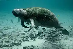 Through Law No. 9264, the species Trichechus manatus, known as the manatee, was declared a symbol of Costa Rica’s marine fauna.[63]