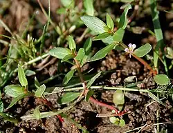 Rotala species