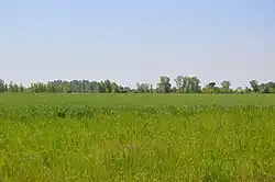 Wheat fields on Union Hill Road
