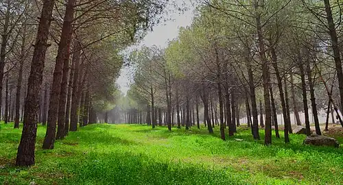 Trees on the south side of the university