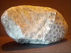 H. percarinata, "Petoskey stone"