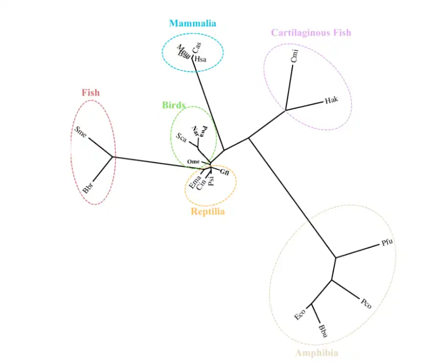 Figure 3: Unrooted phylogenetic tree displaying LRRC73 ancestry