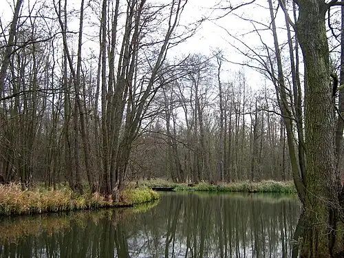 Trees in winter, Germany