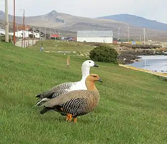 C. p. leucoptera, female (front) Stanley, Falkland Islands