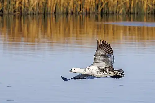 C. p. picta male