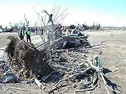 A tree that was completely uprooted by the tornado