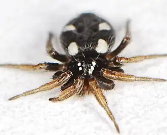 female
