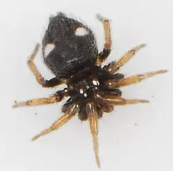 female