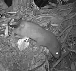 Grayscale photo of rat