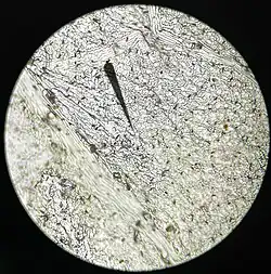 Microscope image of Urtica dioica ~40x