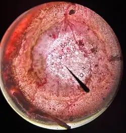 Cross-section of Urtica dioica~ 40x