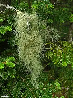 Usnea trichodea[29]