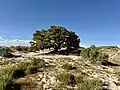 Juniperus osteosperma on the northwest shore of Stansbury Island