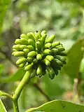 Fruits