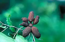 Fruit