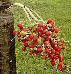 Ripe Fruit.