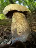 A forest mushroom (near Muyu, Shennongjia)