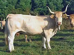 a pale blonde cow with tall spreading horns