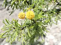 V. vernicosa, detail of inflorescence