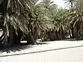 The palm forest remaining at the back of the beach, not actually in the national park. Boardwalks facilitate walking over the sand.