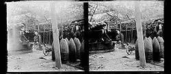 Stereo view of a mle 1889 in a heavily camouflaged position.