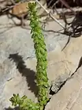 Inflorescence
