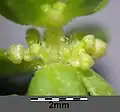 Budding