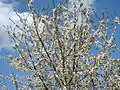Cherry tree