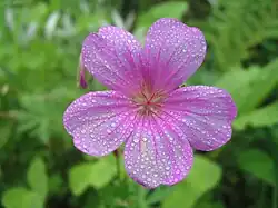 Morning dew on a pink flower, Geranium sp