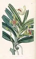 Vanda cristata plate 48 in: Edwards's Bot. Register (Orchidaceae), vol. 28, (1842)