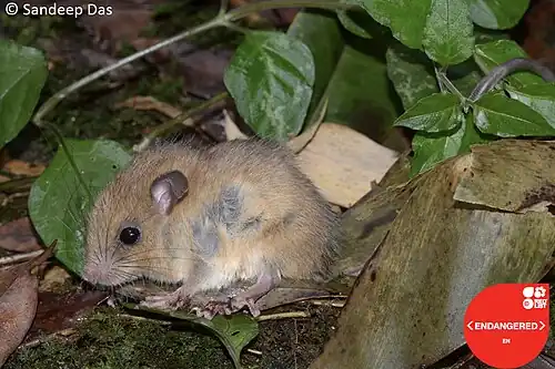Brown mouse