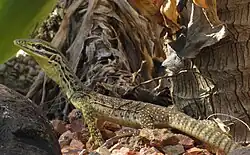Juvenile V. p. panoptes
