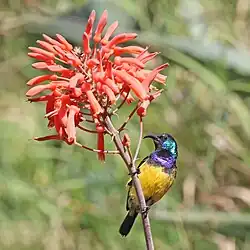 male C. v. falkensteini, Kenya
