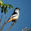 Dayboro, SE Queensland