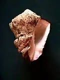 Volutella muricata from Los Monjes Archipelago, Venezuela.